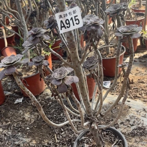 915多肉植物红酒元叶