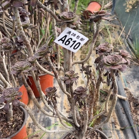 610多肉植物红酒元叶