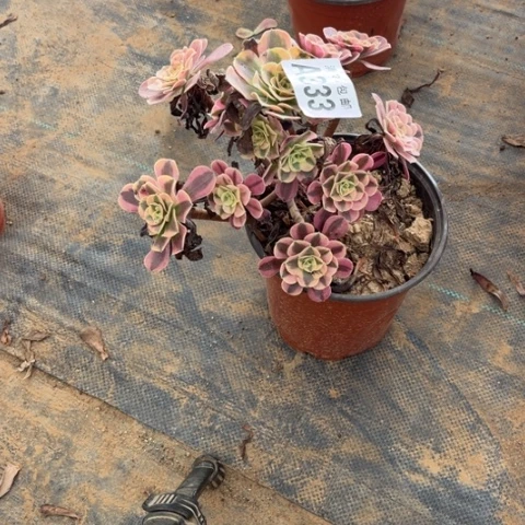 红*333多肉植物美杜莎