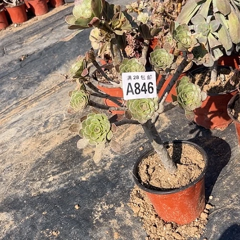 846原始绿不包断枝