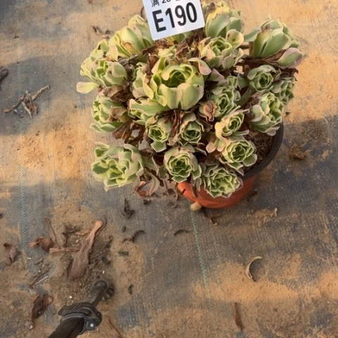 190多肉植物白凤