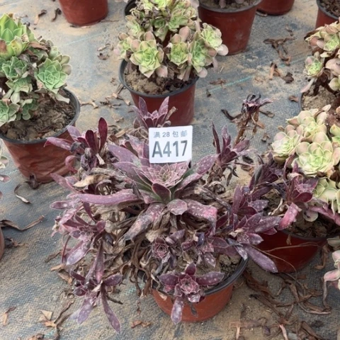 417多肉植物孔雀锦