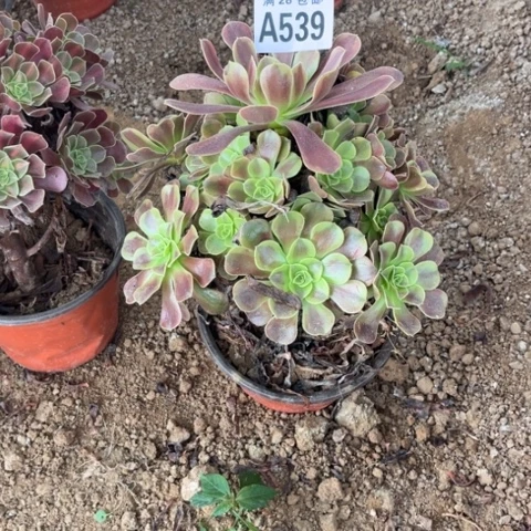 539多肉植物欧嘉莉