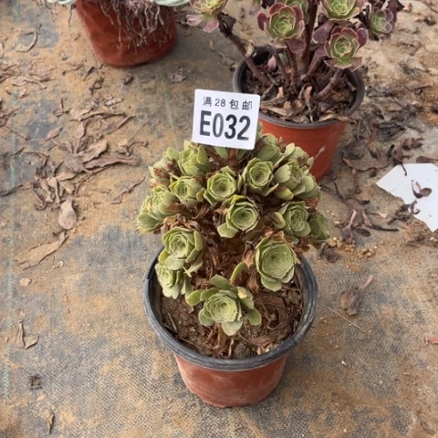 032多肉植物绿玫瑰
