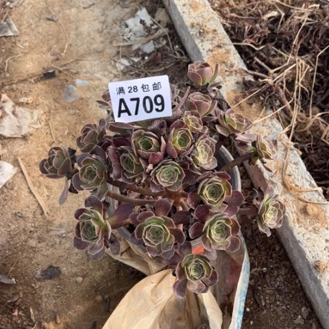 709多肉植物欧嘉莉