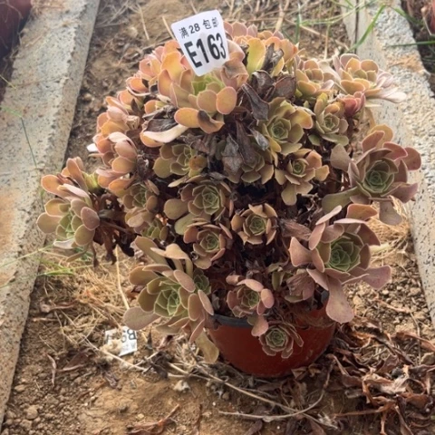 163多肉植物荷兰玫瑰