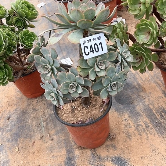 401粉仙桃不包断枝