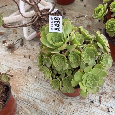 498多肉植物柠檬玫瑰