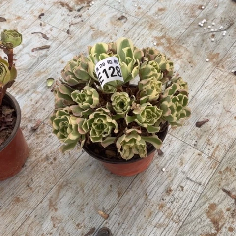 128多肉植物白凤