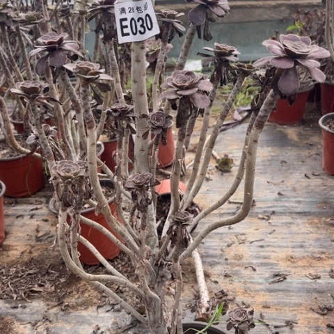 030多肉植物红酒元叶