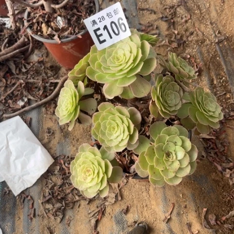 106多肉植物万圣节