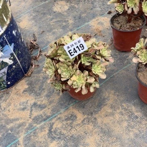 419多肉植物韶华