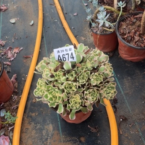 674多肉植物白凤