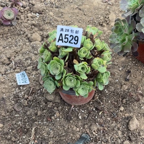 529多肉植物绿玫瑰
