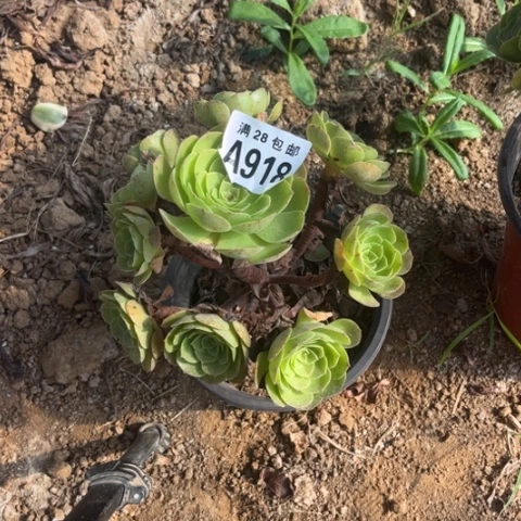 918多肉植物万圣节