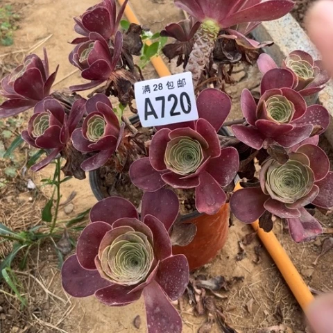 720多肉植物枚金玫瑰
