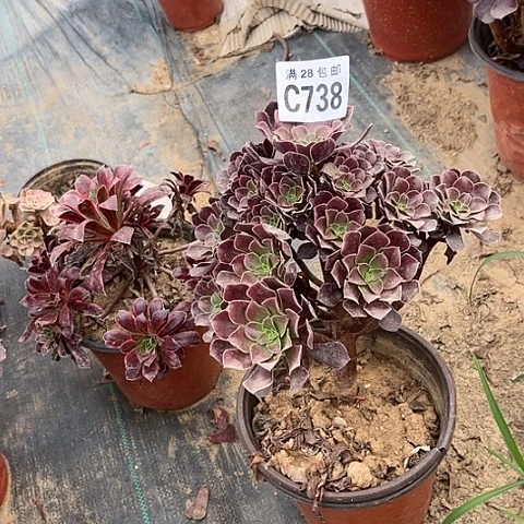 738欧紫不包断枝