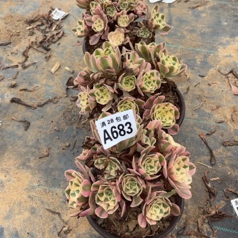 683多肉植物女巫