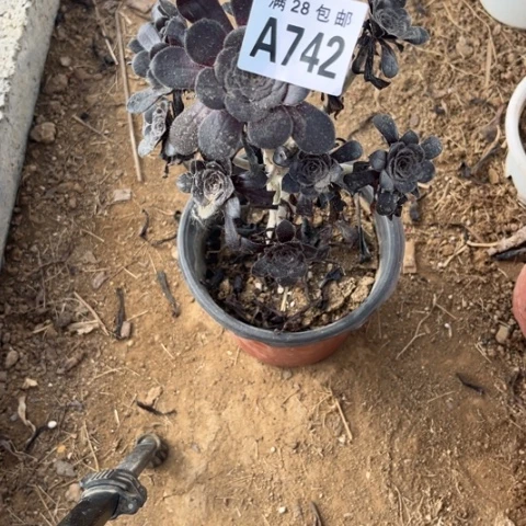 742多肉植物墨法师