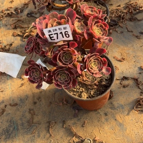 716多肉植物爱神