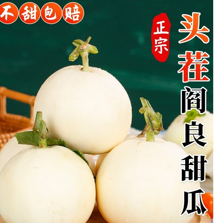 现摘云南郁金香甜瓜5斤阎良特产小香瓜当季时令新鲜水果白皮蜜瓜