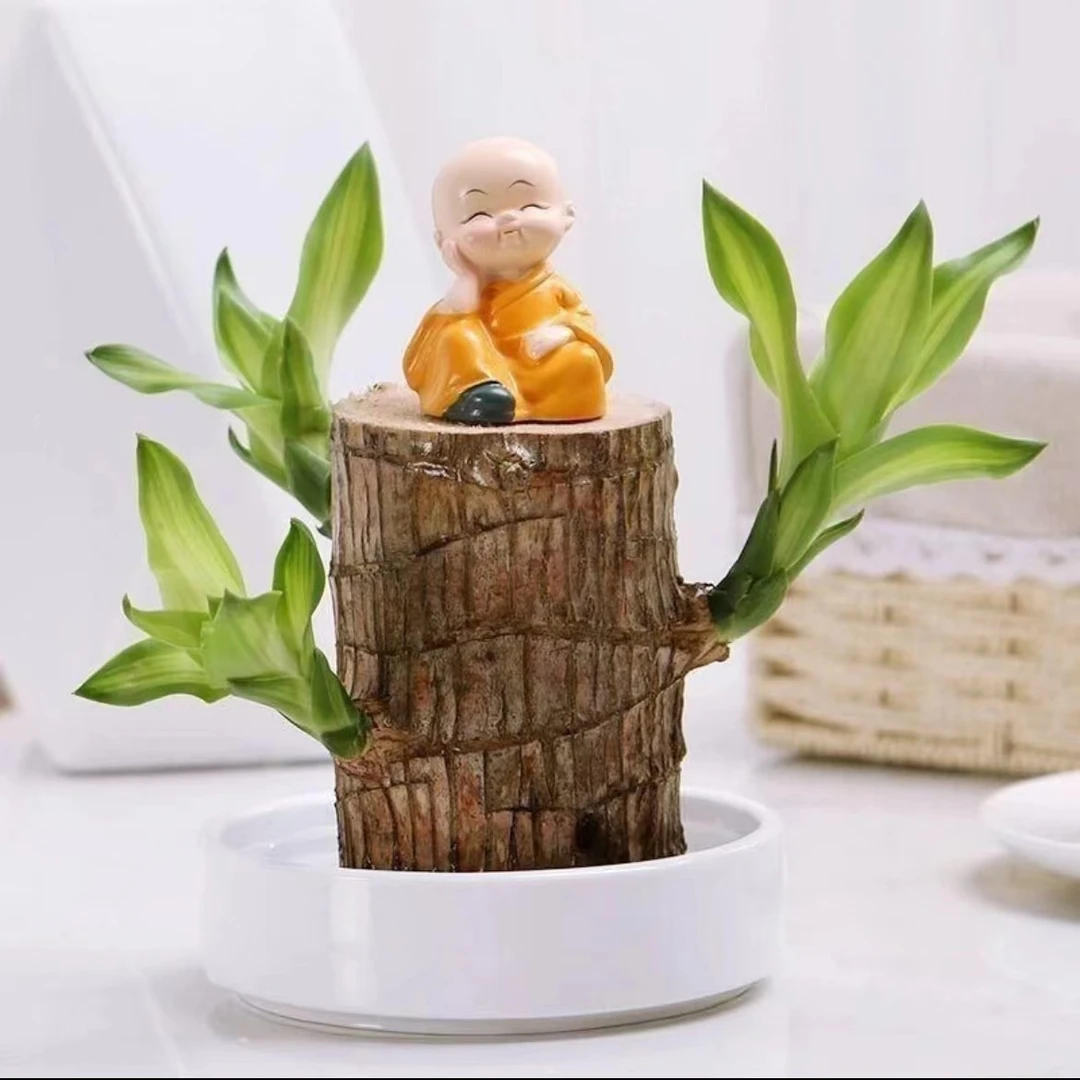 [带芽]巴西木水培幸运木绿植花卉办公室客厅摆件盆栽格鲁特