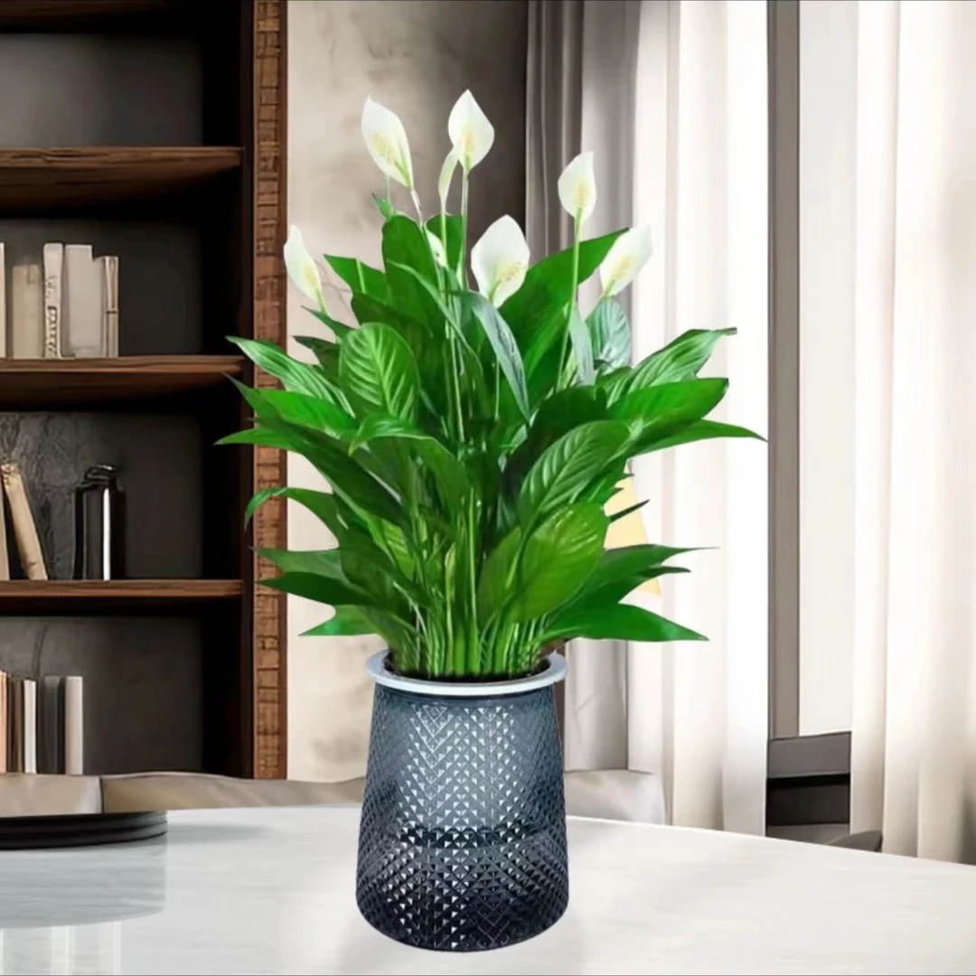 【一帆风顺】白掌盆栽水培植物室内好养花卉绿植水养四季开花