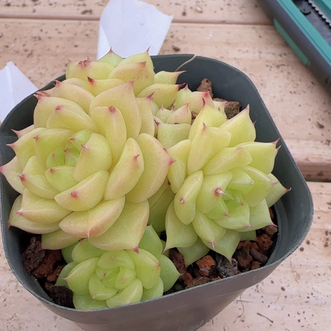 K**.黄金麦秆群一颗无砍