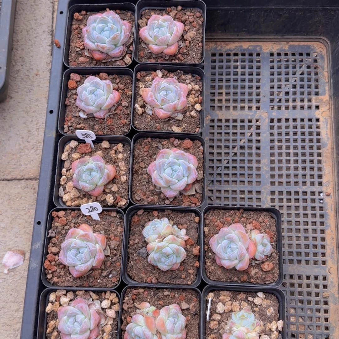 冰玉精控12颗珍妮体