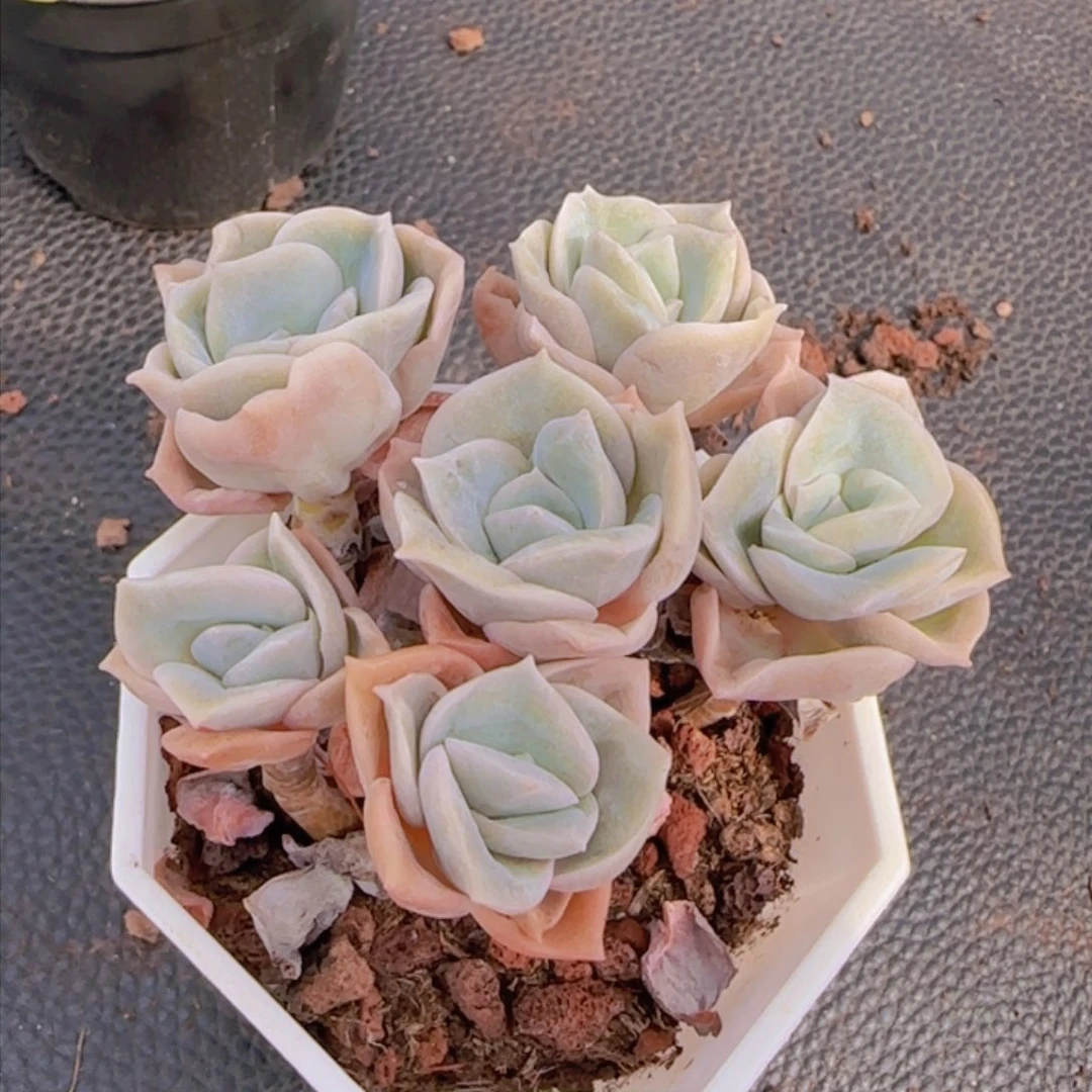 可爱玫瑰手捧一颗精控