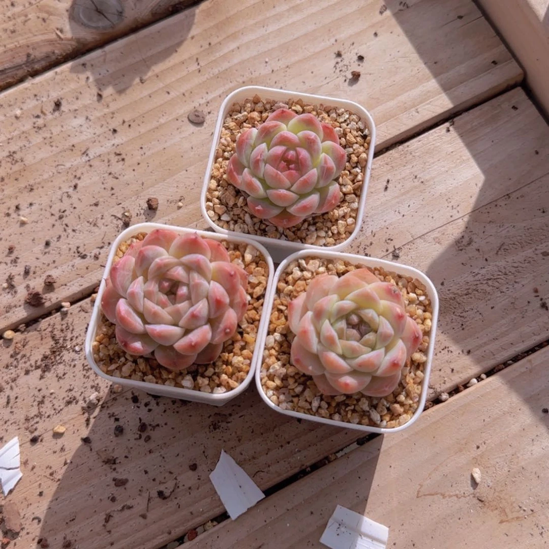 ?**?明月心个体3颗精控