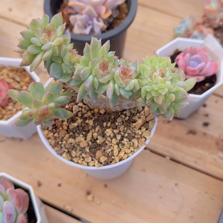 S*T冰魄朵朵多肉植物编号w1255475633