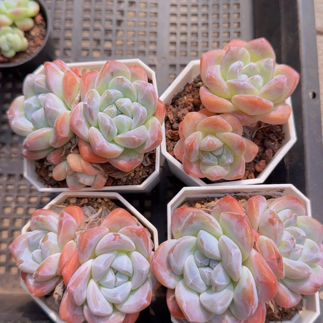 粉冰玉精控双头4颗