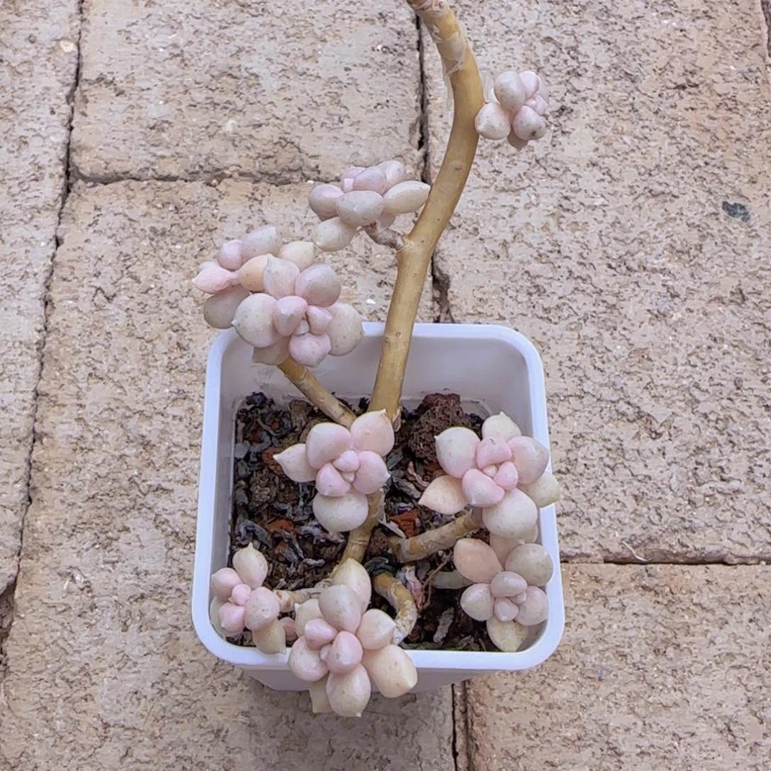 ?**蒿丸叶姬秋丽老装无砍