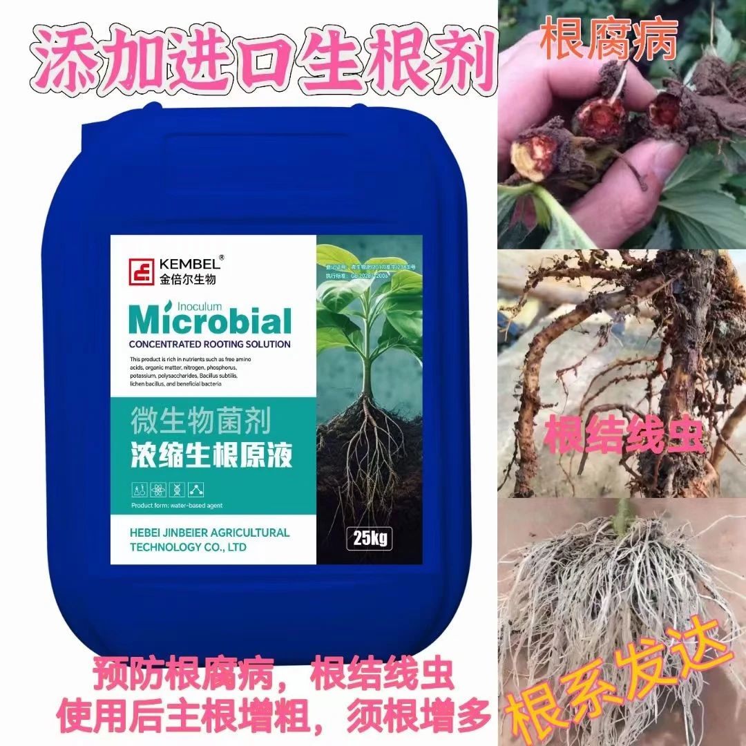 生根液（浓缩型）原液【50斤/桶】