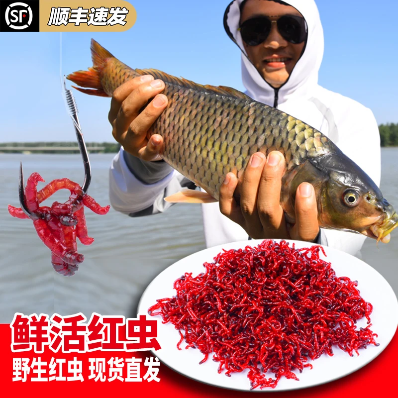 特大号红虫 鲜活公虫活饵喂鱼饵拉饵鲫鱼饵料钓鱼蚯蚓鱼饵垂钓