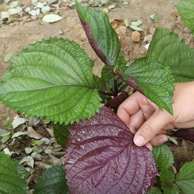 南极星双色紫苏种子紫苏叶种子发芽盆栽可食用种植四季种子播种