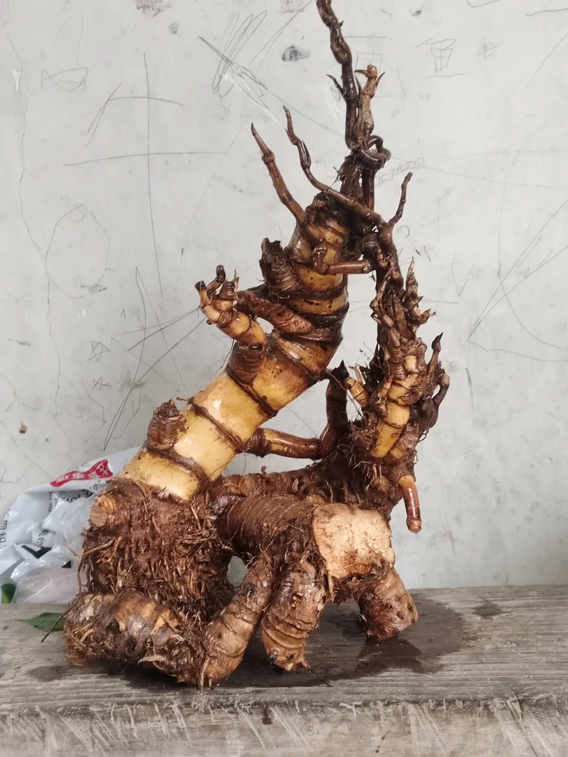 小叶簕竹精品盆景