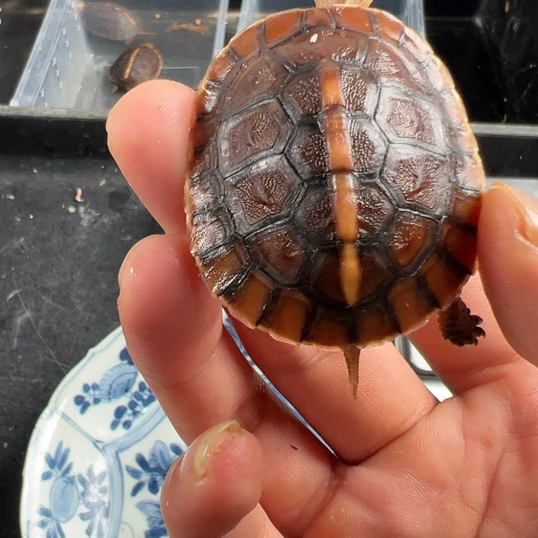 绿毛龟母路*红椒丝