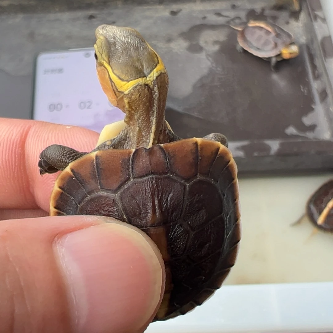 黄缘闭壳龟母t*o