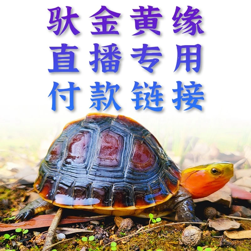 【人工繁育】缘龟直播挑选对版发货