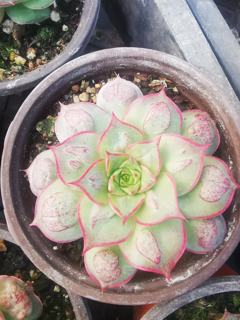 多肉植物，E251--300