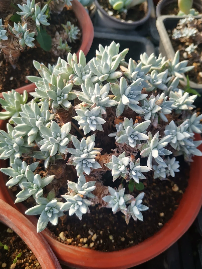 多肉植物，B501--550