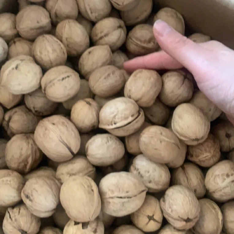 新疆阿克苏185纸皮核桃(新疆发货（灿灿优选）