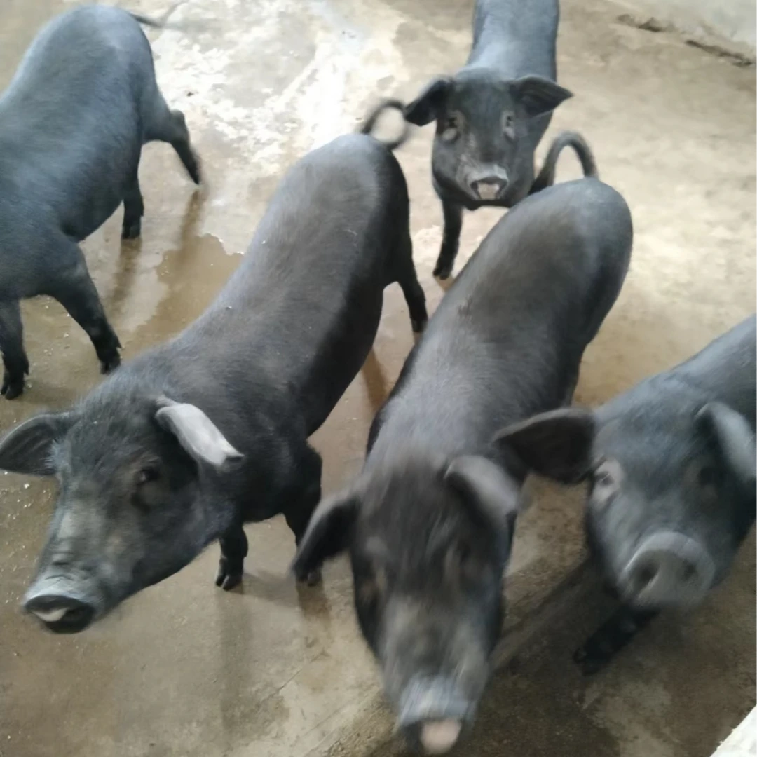 新鲜黑猪一年多猪排油练油极香的肥肉2/斤3/斤装