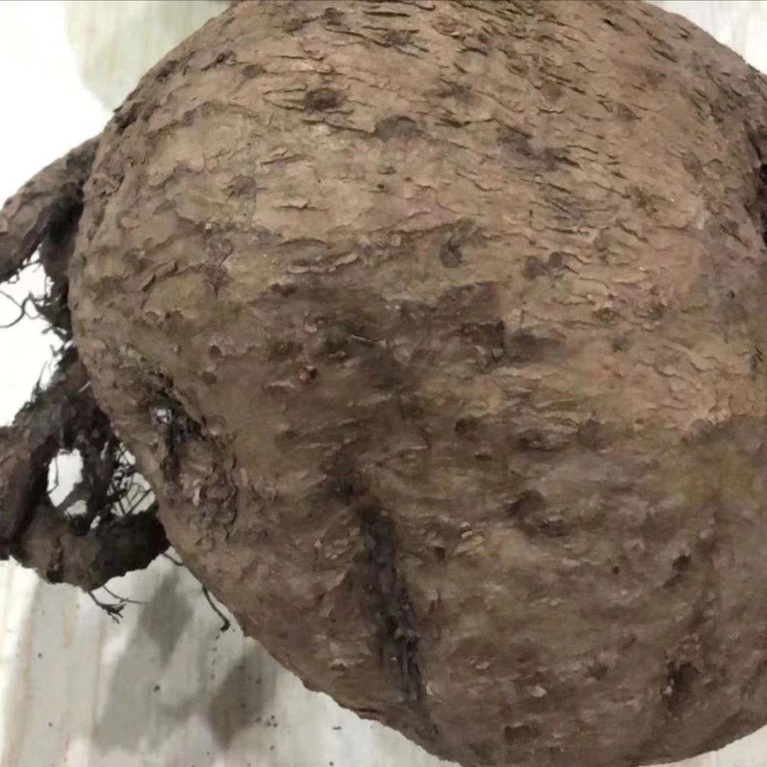 广宁深山货农产品石乌龟山乌龟煲汤500g