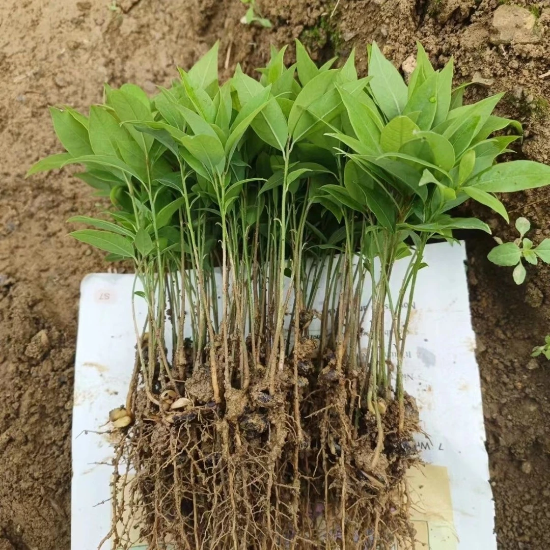 小叶桢楠金丝楠木树苗幼苗