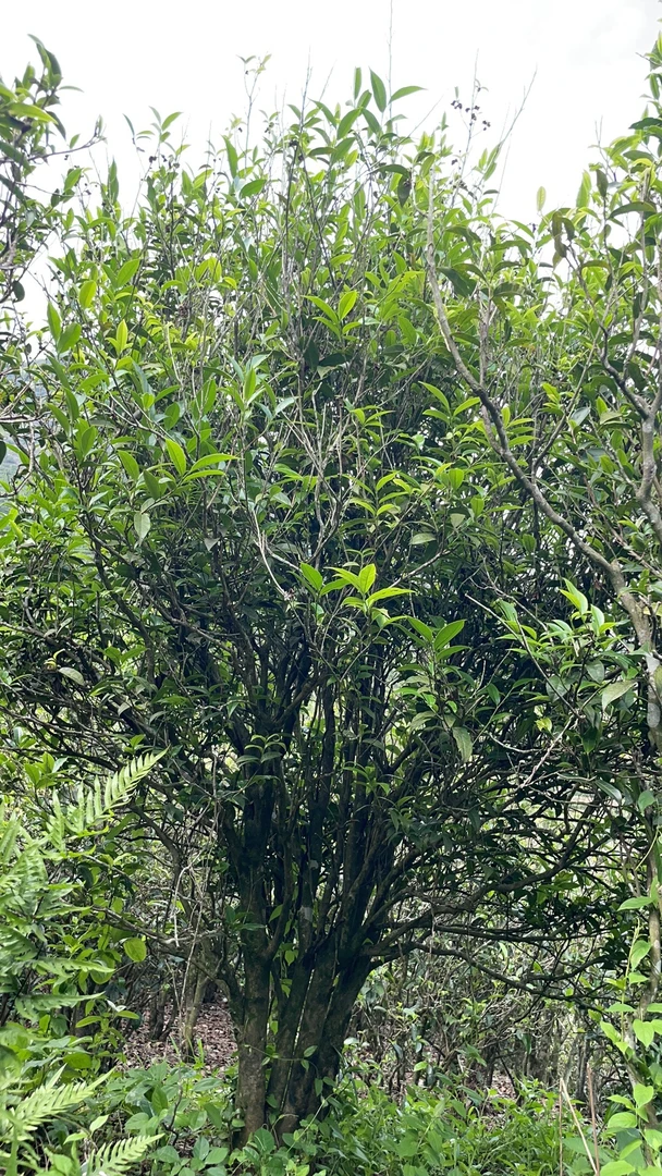 凤凰单丛高山老枞水仙