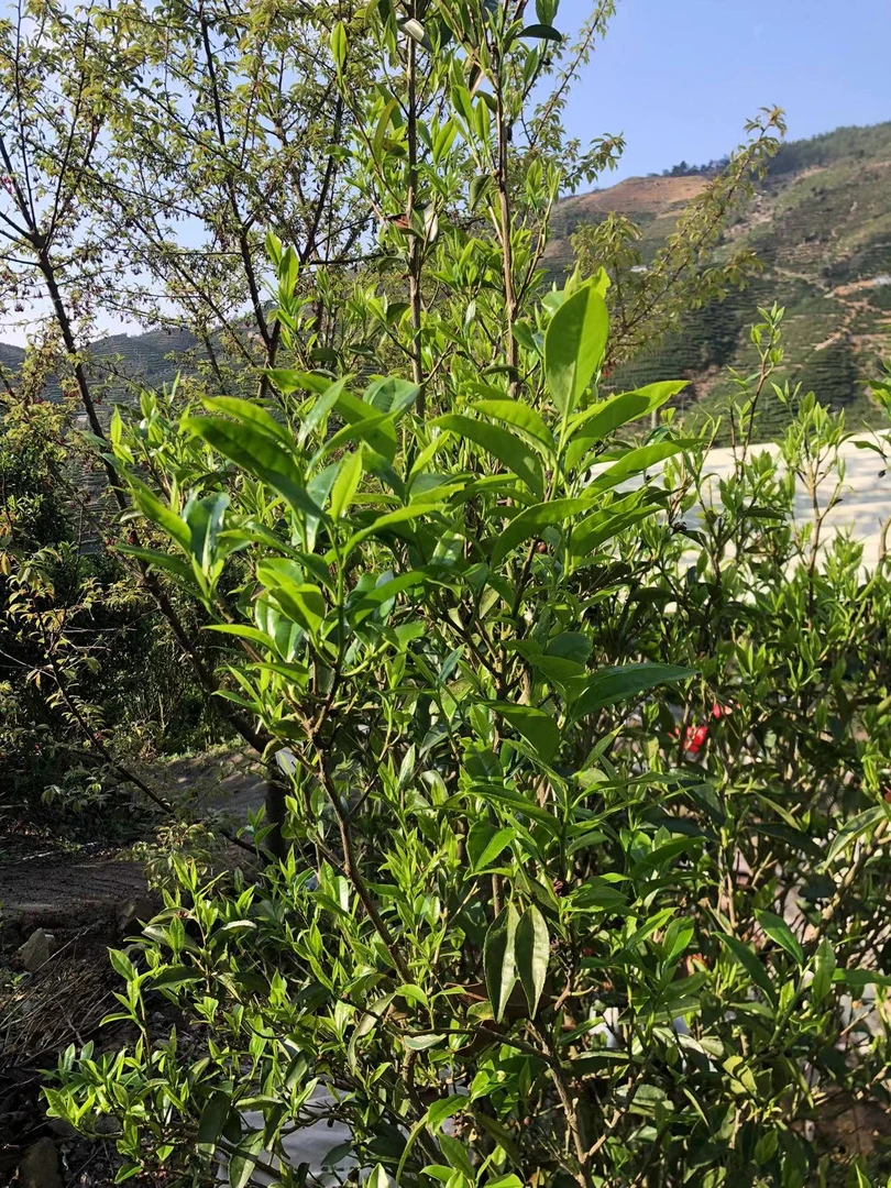 2025年凤凰单枞茶高山老枞茶虎 礼盒随机