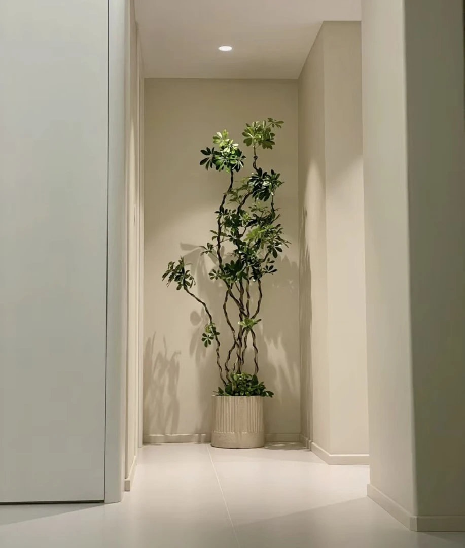 造型鸭脚木耐零度强弱光线均耐受懒人植物高级百搭居家好物耐看